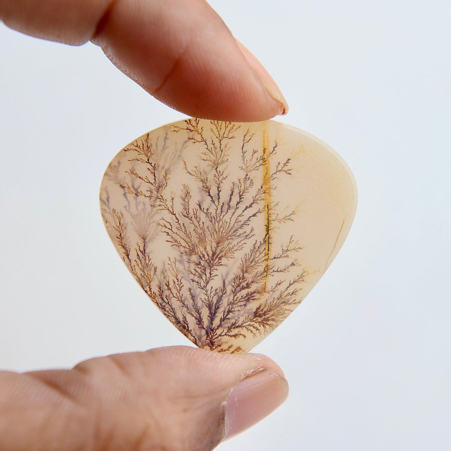 Clear Tree Fern Drop Agate